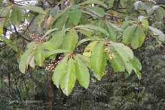 Saurauia napaulensis